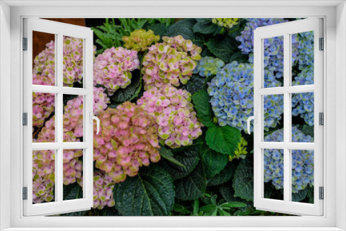 Fototapeta Naklejka Na Ścianę Okno 3D - pink and blue hortensia flowers background