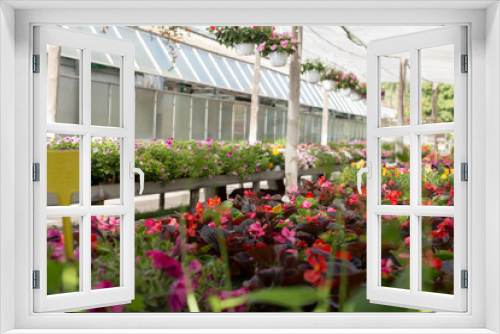 Fototapeta Naklejka Na Ścianę Okno 3D - Flowers in greenhouse