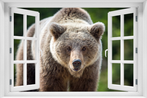 Fototapeta Naklejka Na Ścianę Okno 3D - Brown bear (Ursus arctos) portrait in forest