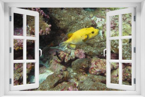 Fototapeta Naklejka Na Ścianę Okno 3D - yellow puffer fish, Blowfish among corals