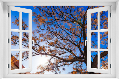 Fototapeta Naklejka Na Ścianę Okno 3D - trunk and branches of a tree with yellow leaves on the background of blue sky and sun