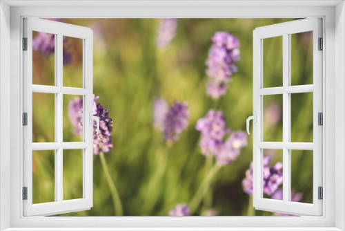 Fototapeta Naklejka Na Ścianę Okno 3D - Beautiful blooming lavender flowers