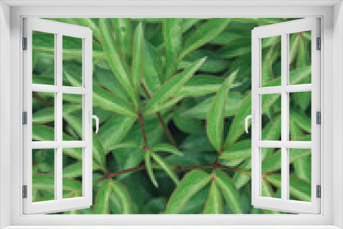 Fototapeta Naklejka Na Ścianę Okno 3D - Abstract green background of peony leaves