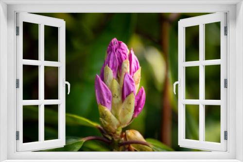 Fototapeta Naklejka Na Ścianę Okno 3D - Brightly colored sunlit pink and purple rhododendron bud against a natural green background, using a shallow depth of field.