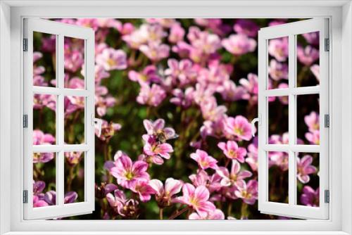 Fototapeta Naklejka Na Ścianę Okno 3D - Little pink flowers in a garden on a sunny day. Blooming moss 