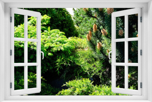Fototapeta Naklejka Na Ścianę Okno 3D - Landscape gardening, cypress, dwarf fir