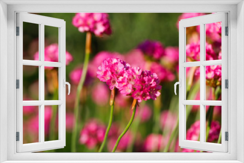 Fototapeta Naklejka Na Ścianę Okno 3D - The blooming flowers.