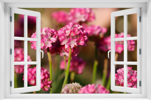 Fototapeta Naklejka Na Ścianę Okno 3D - The blooming flowers.