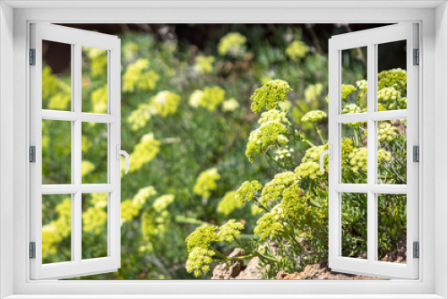 Fototapeta Naklejka Na Ścianę Okno 3D - Yellow flowering shrubs