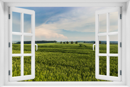 Fototapeta Naklejka Na Ścianę Okno 3D - wheat field in summer evening