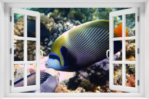Fototapeta Naklejka Na Ścianę Okno 3D - Emperor angelfish and reef