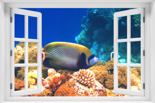 Fototapeta Naklejka Na Ścianę Okno 3D - Emperor angelfish