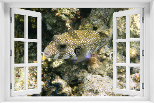 Fototapeta Naklejka Na Ścianę Okno 3D - White-spotted puffer and coral reef