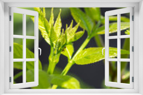 Fototapeta Naklejka Na Ścianę Okno 3D - tree, green, ant