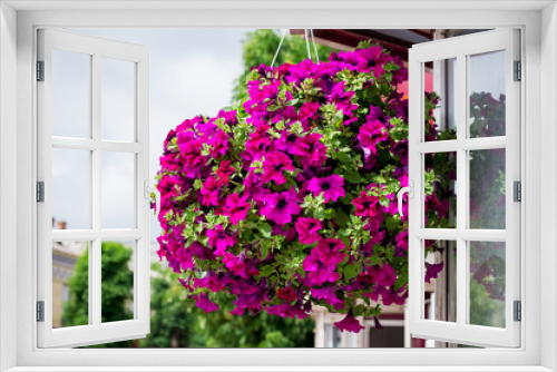 Fototapeta Naklejka Na Ścianę Okno 3D - Violets in  pot. Colorful decorative flowers on  street. Entrance to  cafe, decorated with flowers. Decorations and landscape design with flowers_