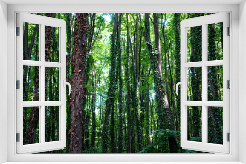 Fototapeta Naklejka Na Ścianę Okno 3D - Tree trunks and green branches in a dense forest are illuminated by the sun