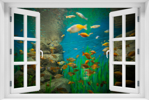 Fototapeta Naklejka Na Ścianę Okno 3D - A marine aquarium with fishes and seaweed