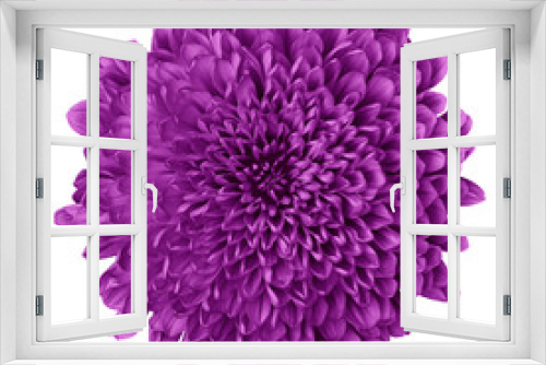 Fototapeta Naklejka Na Ścianę Okno 3D - Flower eggplant Chrysanthemum   isolated on white background. Flower bud close up.  Element of design.