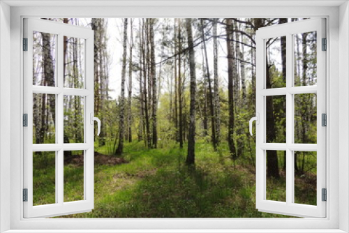 Fototapeta Naklejka Na Ścianę Okno 3D - берёзовый лес