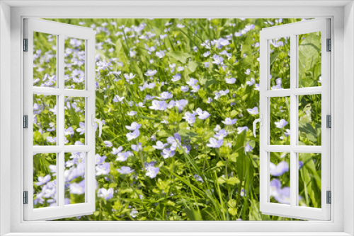 Fototapeta Naklejka Na Ścianę Okno 3D - Meadow Flowers