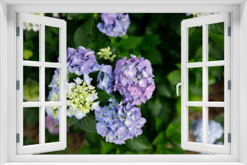 Fototapeta Naklejka Na Ścianę Okno 3D - Spring Blooming of hydrangea Plant bush in garden
