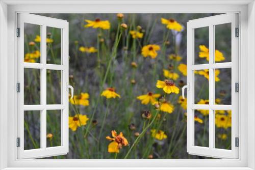 Fototapeta Naklejka Na Ścianę Okno 3D - Florida Wildflowers