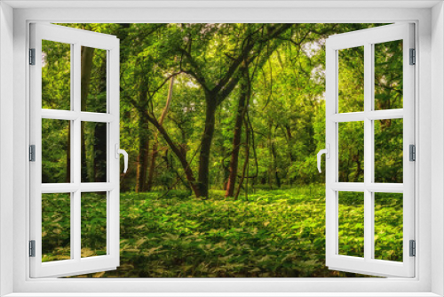Fototapeta Naklejka Na Ścianę Okno 3D - Summer Kansas Forest