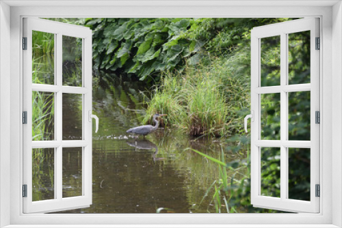 Fototapeta Naklejka Na Ścianę Okno 3D - Czapla w naturalnym srodowisku