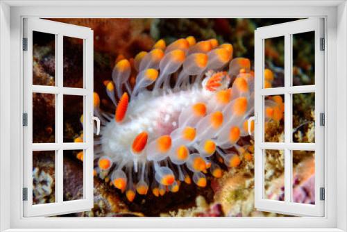 Fototapeta Naklejka Na Ścianę Okno 3D - cockerell's dorid nudibranch