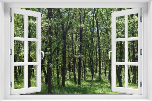 Fototapeta Naklejka Na Ścianę Okno 3D - Steppe trees foliage