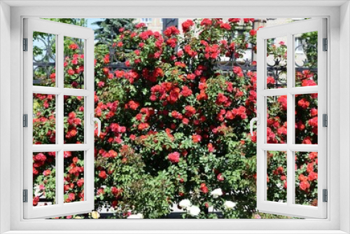 Fototapeta Naklejka Na Ścianę Okno 3D - Bush of roses