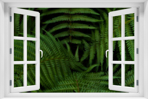 Fototapeta Naklejka Na Ścianę Okno 3D - green ferns
