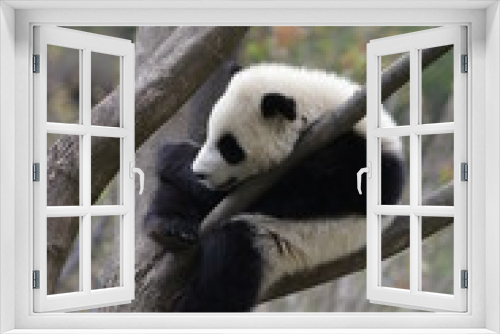 Fototapeta Naklejka Na Ścianę Okno 3D - Little Baby Panda Sleeping on the Tree, China