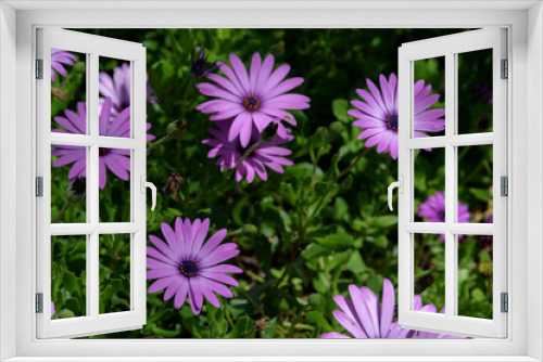 Fototapeta Naklejka Na Ścianę Okno 3D - Purple osteospermum flowers, Madeira Island.