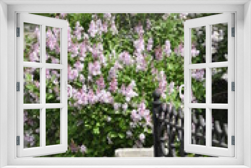 Fototapeta Naklejka Na Ścianę Okno 3D - Lilac is a genus of shrubs belonging to the family of Olives. The genus includes about thirty species distributed in the wild in South-Eastern Europe (Hungary, Balkans) and Asia, mainly in China.