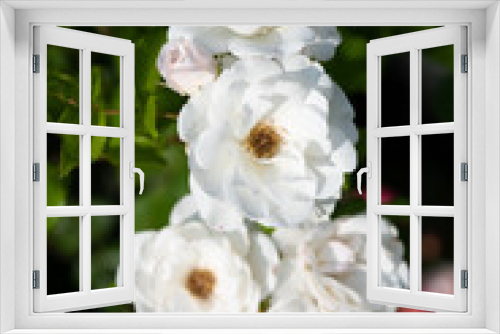 Fototapeta Naklejka Na Ścianę Okno 3D - 白いばら「アイスバーグ」の花のアップ	