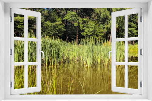 Fototapeta Naklejka Na Ścianę Okno 3D - Landscape of nature with lake and grass in the summer season