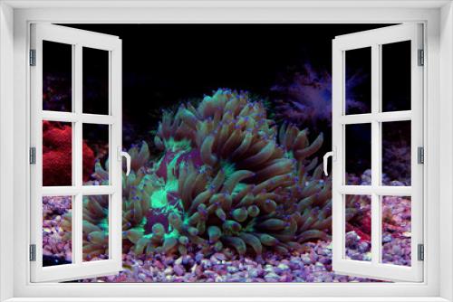 Fototapeta Naklejka Na Ścianę Okno 3D - LPS Elegance coral in reef aquarium (Catalaphyllia Jardinei) 