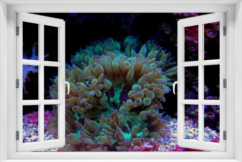Fototapeta Naklejka Na Ścianę Okno 3D - LPS Elegance coral in reef aquarium (Catalaphyllia Jardinei) 