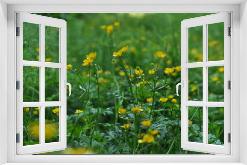 Fototapeta Naklejka Na Ścianę Okno 3D - Yellow Flowers