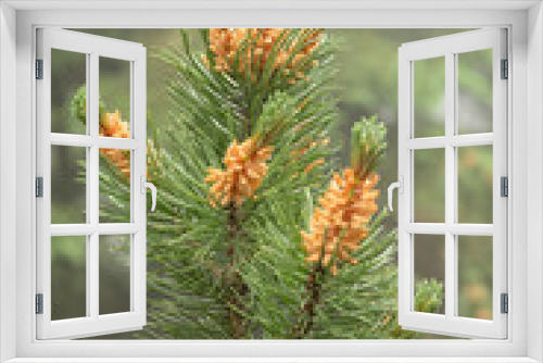 Fototapeta Naklejka Na Ścianę Okno 3D - Männliche Blüten an Pinus mugo