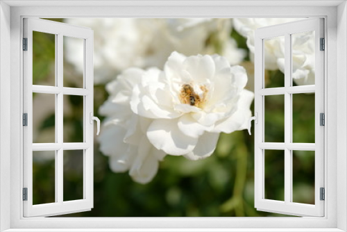 Fototapeta Naklejka Na Ścianę Okno 3D - rose flower with bee inside