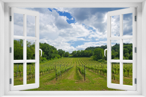 Fototapeta Naklejka Na Ścianę Okno 3D - Weinanbau in Frankreich