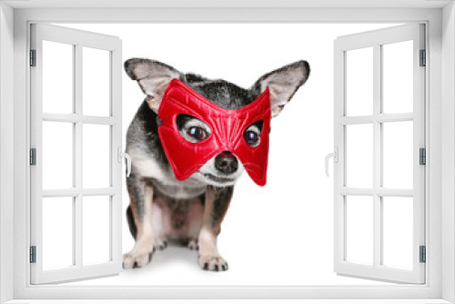 Fototapeta Naklejka Na Ścianę Okno 3D - cute chihuahua with a super hero mask on
