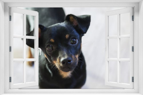 Fototapeta Naklejka Na Ścianę Okno 3D - little and black dog close-up
