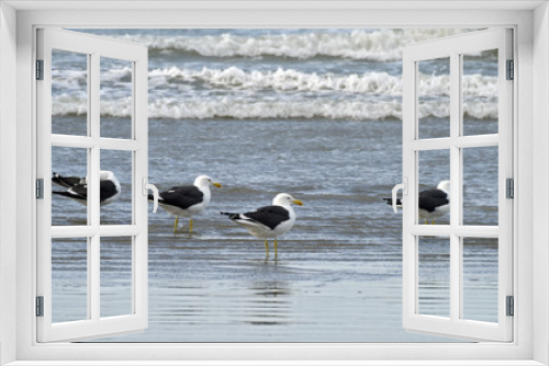 Fototapeta Naklejka Na Ścianę Okno 3D - Kelp gull fishing on the beach
