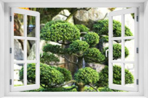 Fototapeta Naklejka Na Ścianę Okno 3D - Bonsai tree