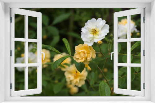 Fototapeta Naklejka Na Ścianę Okno 3D - Apricot yellow and white flowers of the rambling rose christine helene, the small flowers on long panicles appear several times throughout the summer