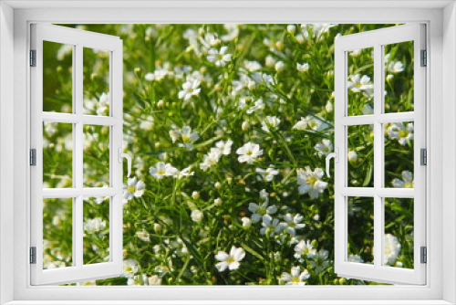 Fototapeta Naklejka Na Ścianę Okno 3D - White blooming Gypsophila - baby's breath