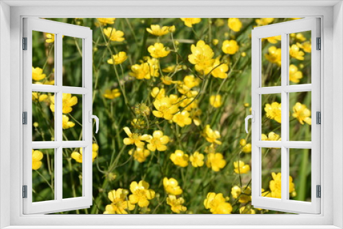 Fototapeta Naklejka Na Ścianę Okno 3D - close-up of small yellow wildflowers with buds and green leaves on a summer evening, on a soft blurred background